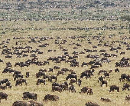 Tanzania Special migration Masai Mara Migration