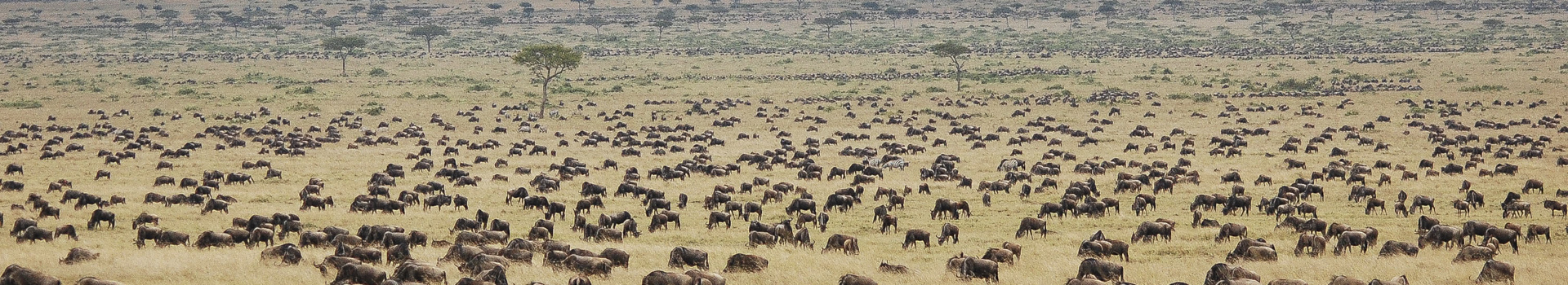 Tanzania Special migration Masai Mara Migration