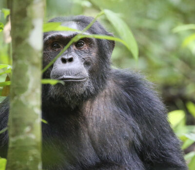 Kibale-Chimpanzee Crater safari lodge.