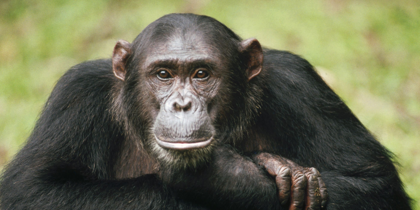 Chimpanzee in Kibale National Park
