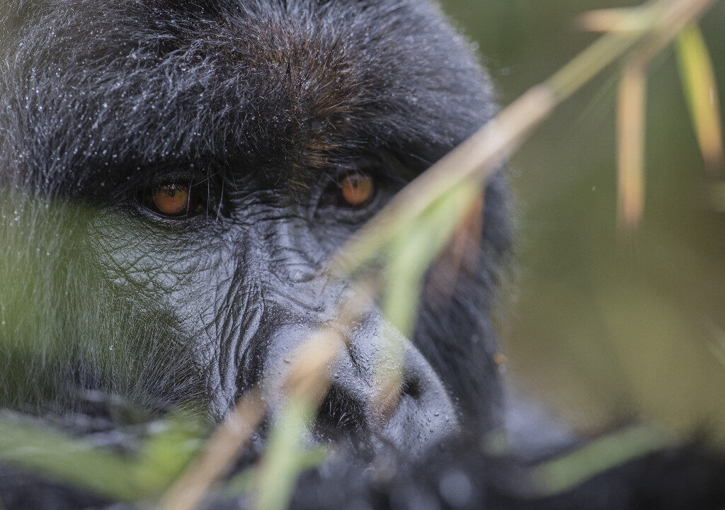 Gorilla in Volcanoes National Park