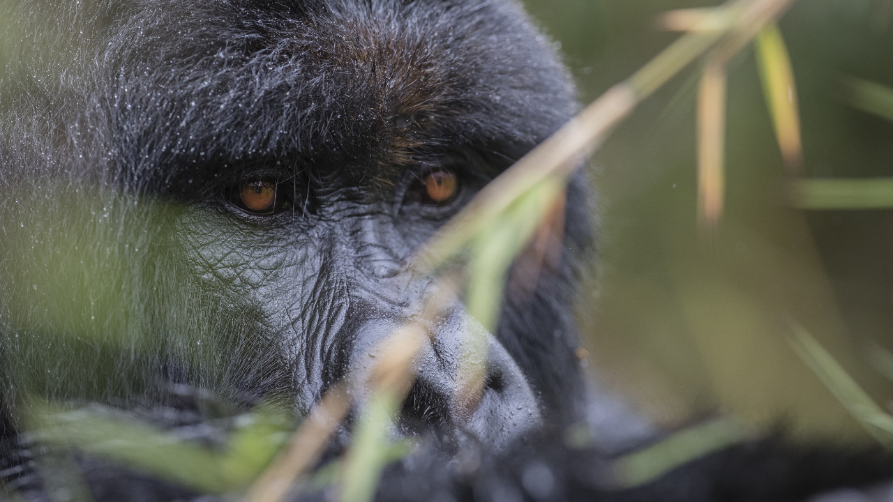 Gorilla in Volcanoes National Park 10 reasons to visit Rwanda