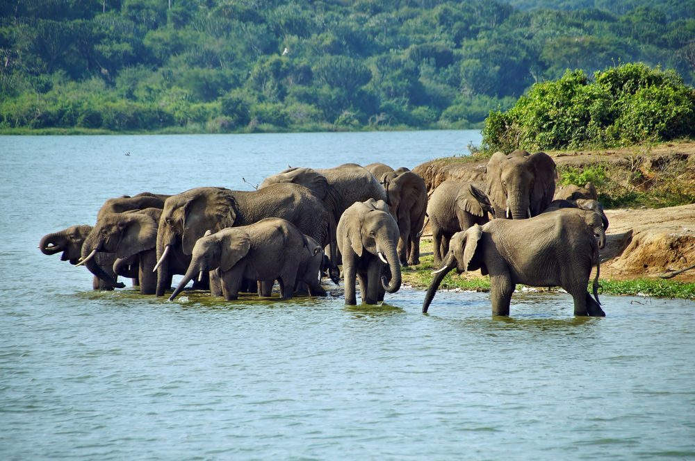 kazinga-channel-elephants