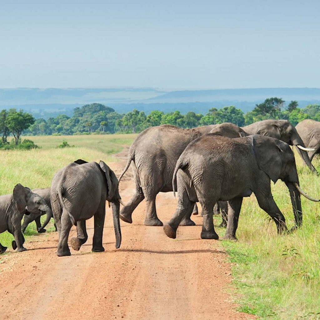 Discovering the Beauty of Tanzania's Nyerere National Park