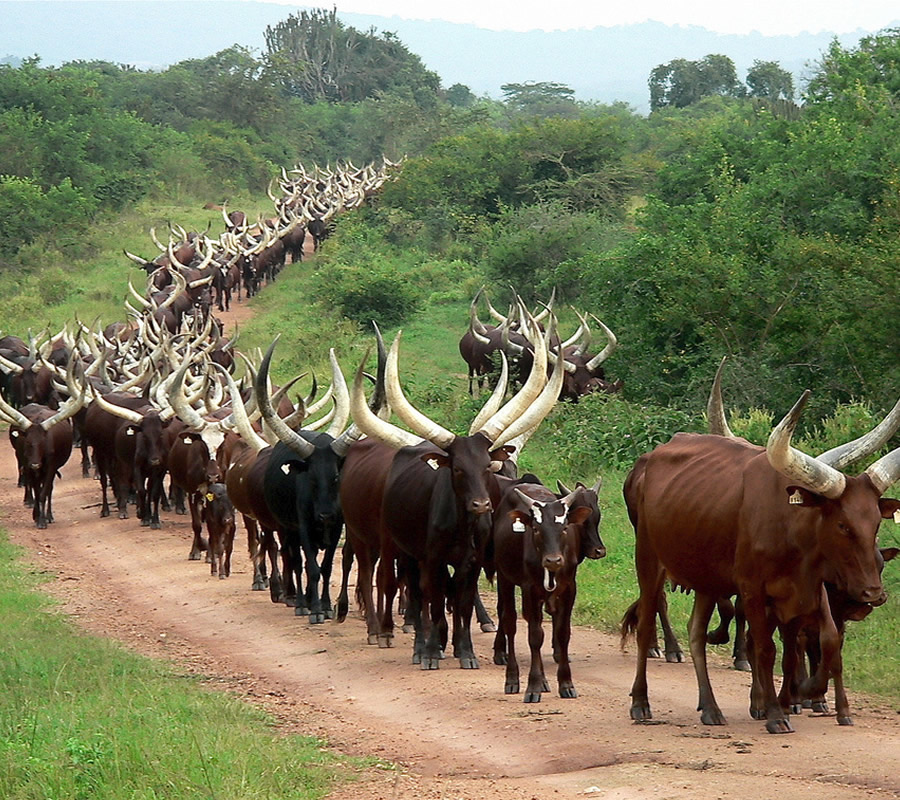 Ankole: The Land of Long-Horned Cattle