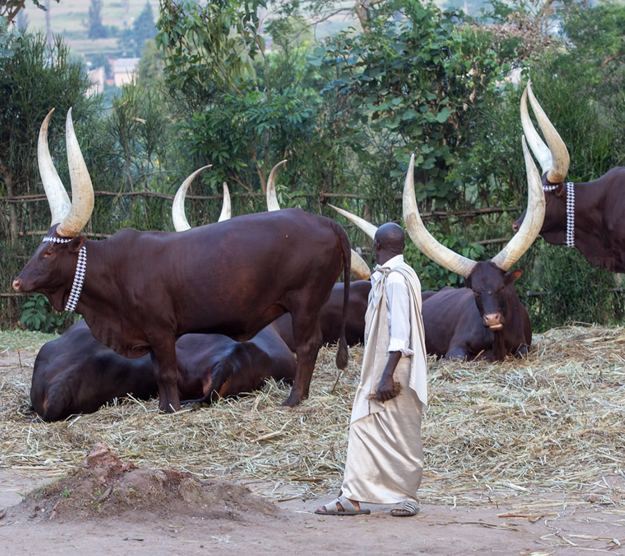 Banyankole- Cattle & Culture in Western Uganda