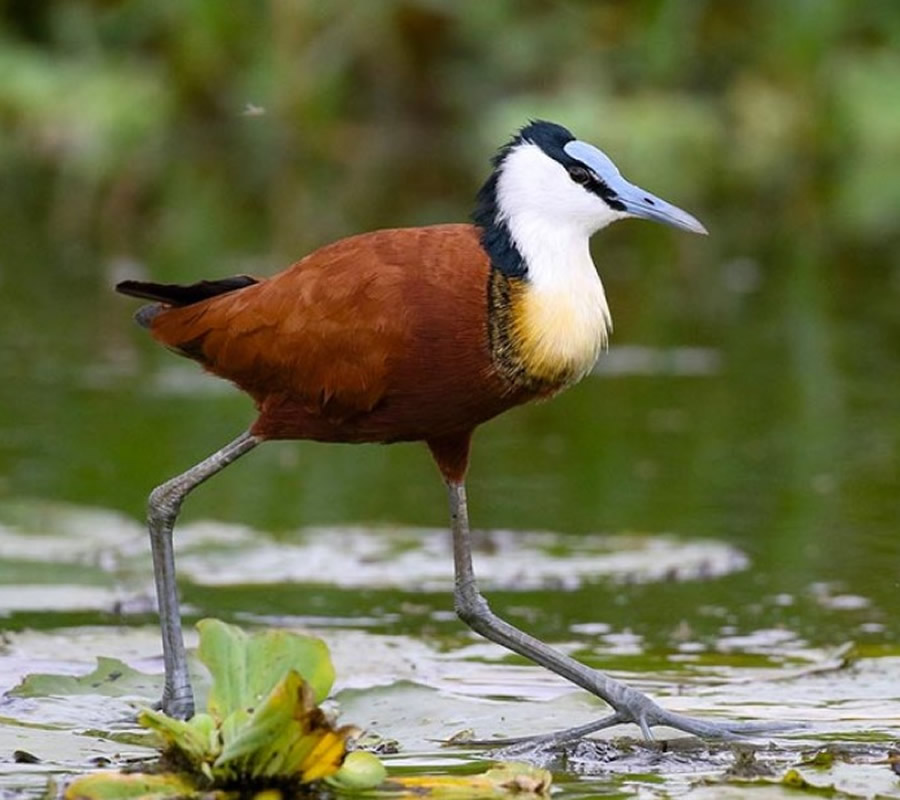 Ziwa Rhino Sanctuary Wetland Birds1