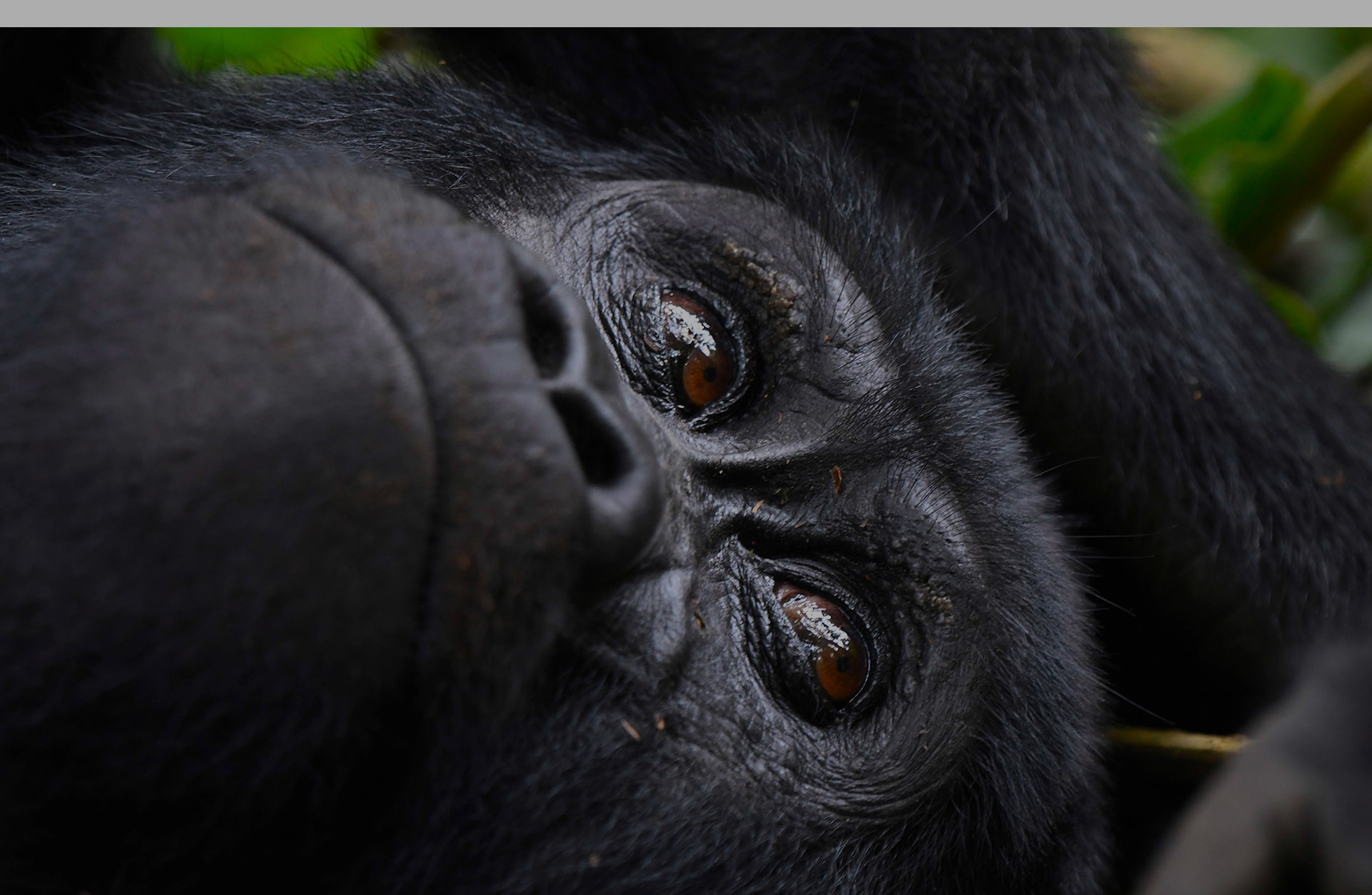 Gorilla in Mgahinga gorilla National Park, 5 day gorilla and wildlife safari